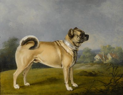 A Favorite Pug by Henry Bernard Chalon